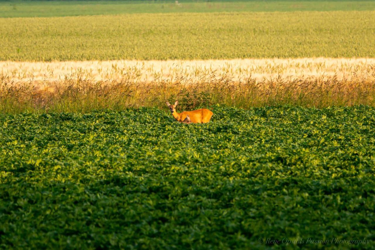 Slaaphutje Buitenwedde Westerwolde Exterior foto